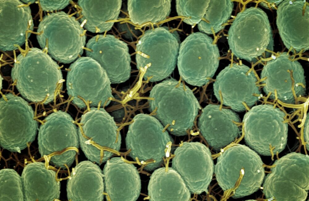 a close up of a bunch of green plants