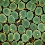 a close up of a bunch of green plants