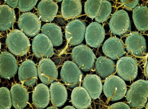 a close up of a bunch of green plants